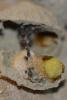 Eumenes sp.